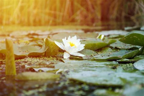White Lotus Flower With Yellow Pollen On Water Surface Stock Photo