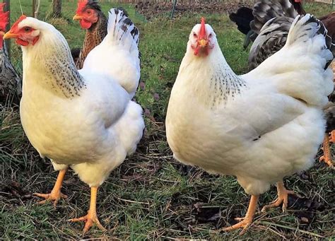 Delaware Chicken Appearance Temperament Eggs And Raising Tips