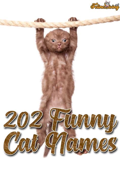 202 Funny Cat Names For Your Crazy Furball