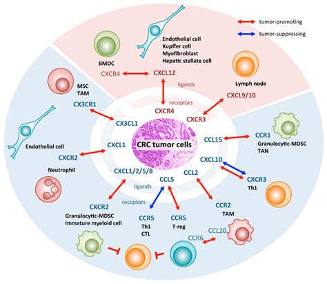 Ijms Free Full Text The Role Of Chemokines In Promoting Colorectal