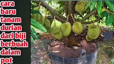 Tanam Durian Dari Biji Cepat Berbuah Dalam Pot Part2 Youtube