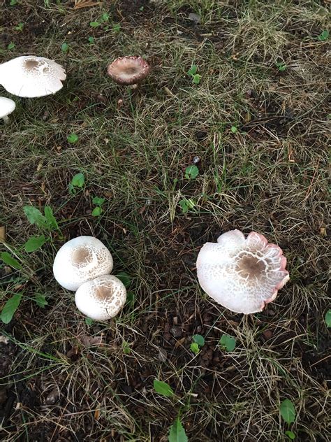 Where To Find Mushrooms In Michigan All Mushroom Info