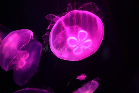 Multicolored Jellyfish Swim Under Water Stock Image Image Of Color