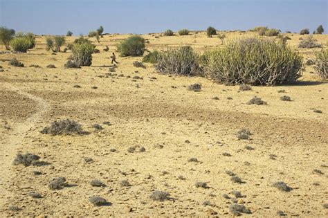 Thar Desert Map Climate Vegetation And Facts Britannica