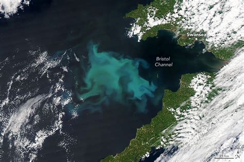Nasa Earth On Twitter Early Summer Phytoplankton Blooms Colored The