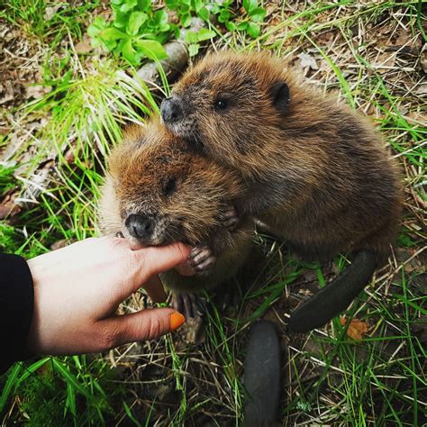 55 Adorable Baby Beavers Youd Instantly Want To Give A Hug To Small Joys