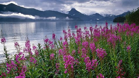 Alaska Scenery Mountains Flowers Hd 16 9 2400x1350 2048x1152