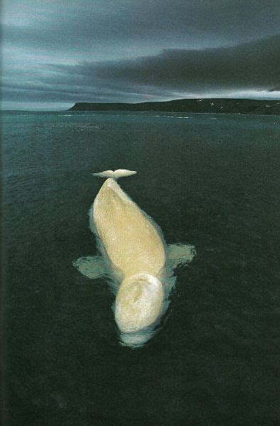 Female Beluga Whale In Cunningham Inlet Canada National Geographic