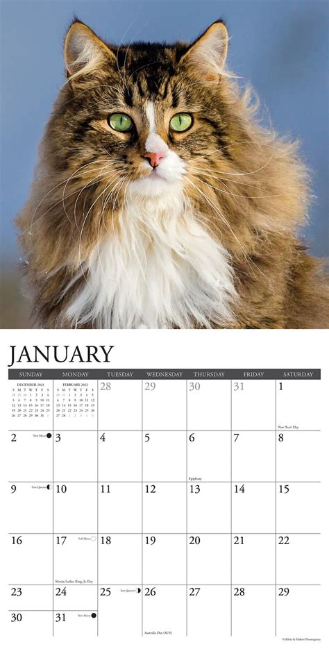 Just Cats 2022 Wall Calendar