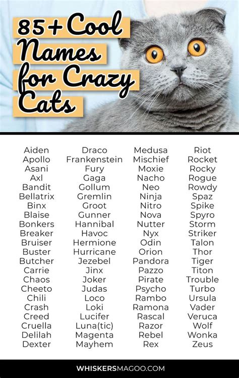 An Image Of A Cat With The Words 8 Cool Names For Crazy Cats On It