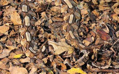 Leaves Covering A Gaboon Viper In KwaZulu Natal South Africa Bitis