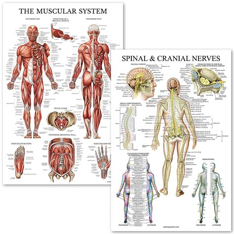 Muscular System And Spinal Nerves Anatomical Poster Set Anatomy Posters