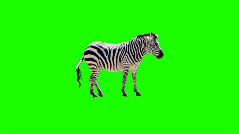 Wild Animal Greenscreen Video Zebra Green Screen Video Chroma Key