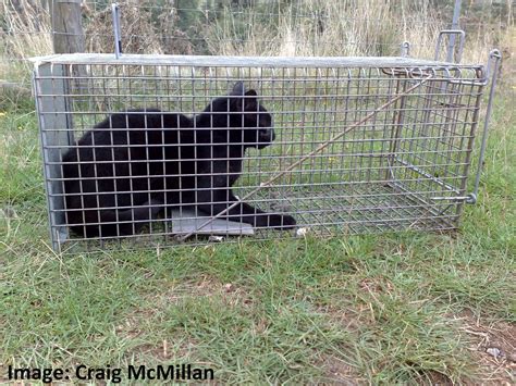 Trapping Of Feral Cats Using Cage Traps Pestsmart