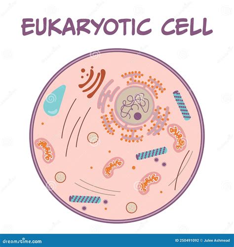 Eukaryotic Cell Vector Illustratration Graphic Stock Vector
