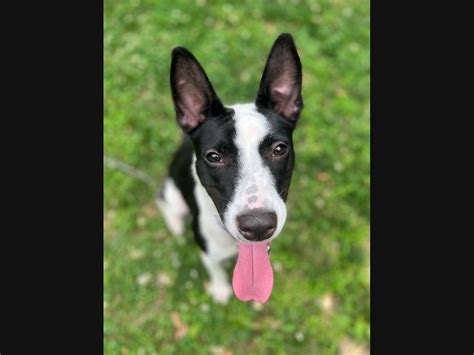 Alexandria Pet Of The Week: A Border Collie To Be Your Fitness Partner