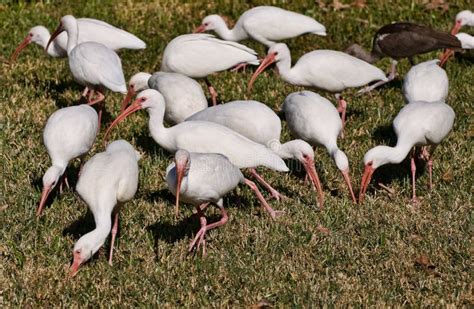 White Ibis Birds Of Florida Stock Photo Image 12496014