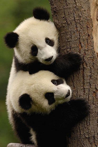 Panda Twins Panda Bear Cute Animals Giant Panda