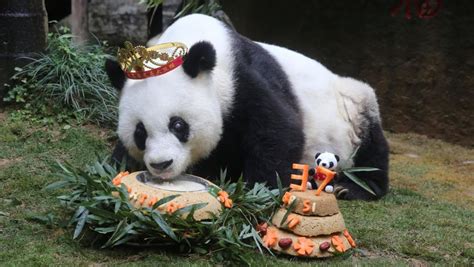 Worlds Oldest Panda Dies Aged 37 In China Today