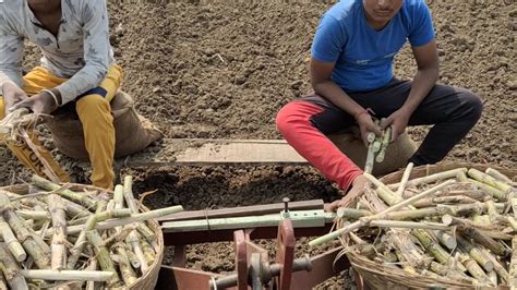 Trench Method Sugarcane Planting 9ft45ft Distance Youtube