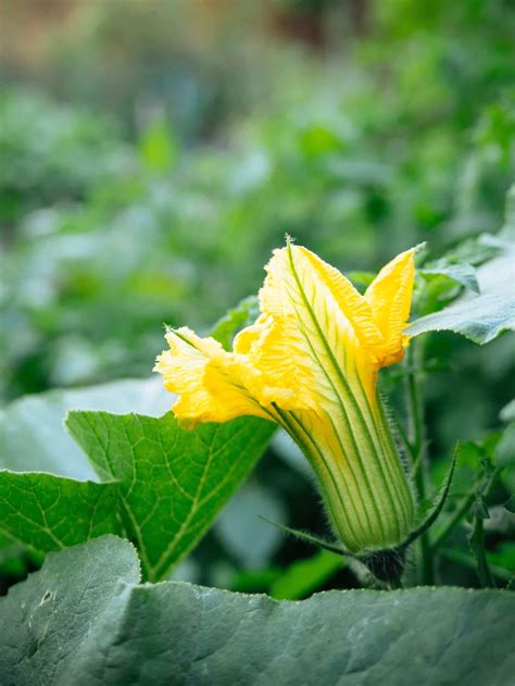 Improving Squash Pollination By Hand And Why Your Plants Have Lots Of Flowers But No Fruits