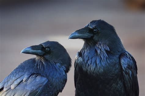 Wallpaper Black Birds Animals Nature Blue Raven