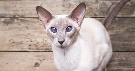 Oriental Shorthairs Everything You Need To Know