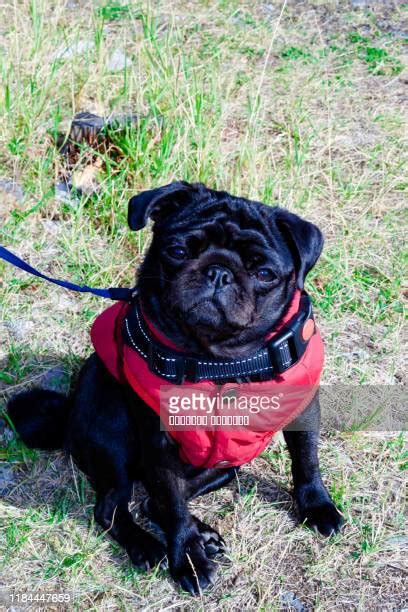 Pal Dog Actor Photos And Premium High Res Pictures Getty Images