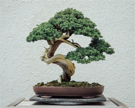 400 Year Old Bonsai Tree Worth 120k Stolen Owners Beg Thieves To