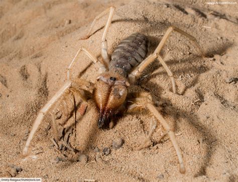 How Often Do Camel Spiders Eat You Must Not нельзя Open The Windows