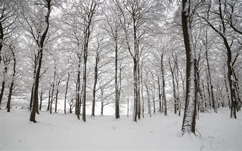 Aspen Trees Winter Snow Woodland Wallpaper Tree Wallpaper Aspen Trees