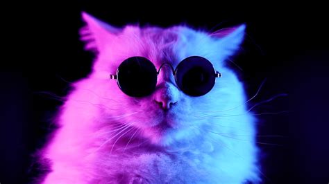 Download Kumpulan 500 Wallpaper Cool Cat Terbaik Gambar