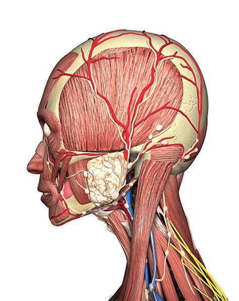 Royalty Free Head And Neck Anatomy Pictures Images And Stock Photos