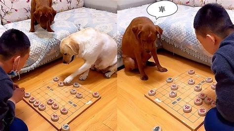 Funny Dog Playing Chess🐶the Funny Master Challenges Three Players The