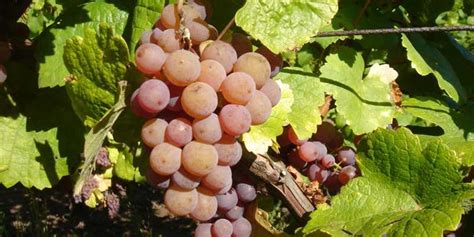 França e alemanha encerram os jogos da primeira rodada da euro / foto: Conheça a Gewürztraminer, a aromática uva alemã