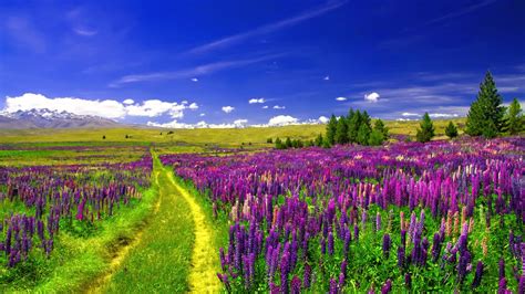 Download Landscape Purple Flower Path Field Flower Nature Lupine 4k