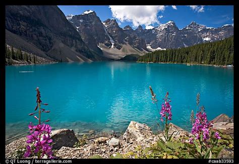 Picturephoto Fireweed And Turquoise Waters Of Moraine Lake Late