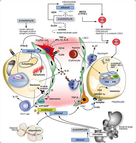 Pathways Of Liver Injury In Alcoholic Liver Disease Journal Of Hepatology