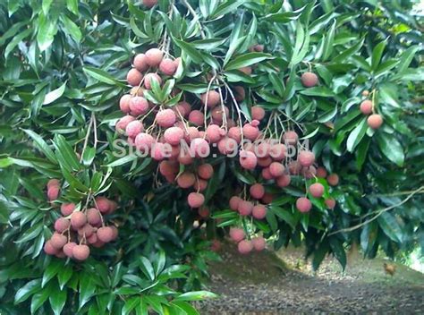 Leeches Fruit Tree Fruit Trees