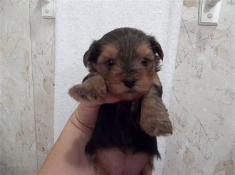 We currently have gorgeous yorkie puppies for sale. Adorable CKC Yorkie Puppies for Sale in Carlisle, South ...