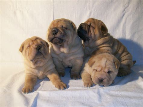 Sitting Shar Pei puppies photo and wallpaper. Beautiful ...