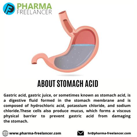 Hydrochloric Acid Stomach