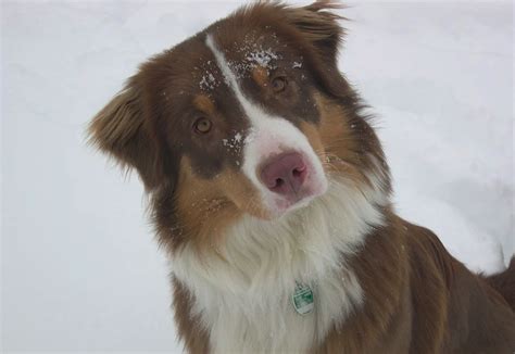 Can Australian Shepherds Have Short Hair Yes And Its Ok Youkuki Com