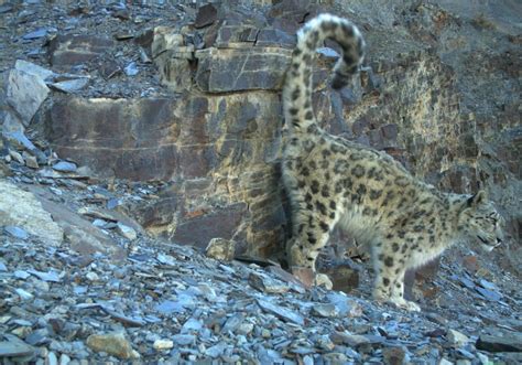 Snow Leopard Prey Dynamics
