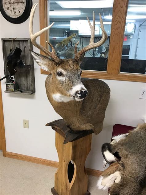 Whitetail Deer Taxidermy Stehlings Taxidermy