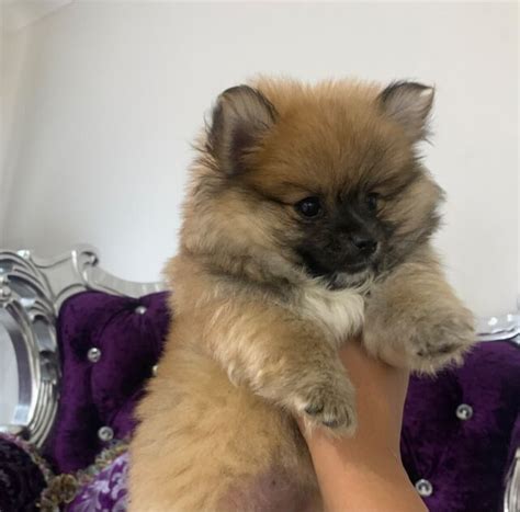 Female Pomeranian Puppy Dogs And Puppies Gumtree Australia Liverpool