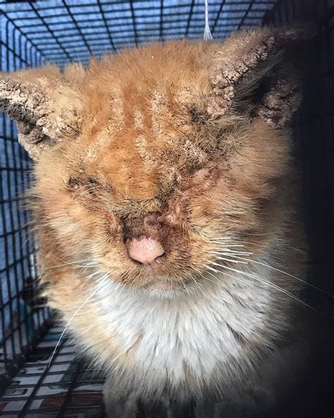 Stray Cat Couldnt See Due To Mange And Cried Out Loud For Help Cats