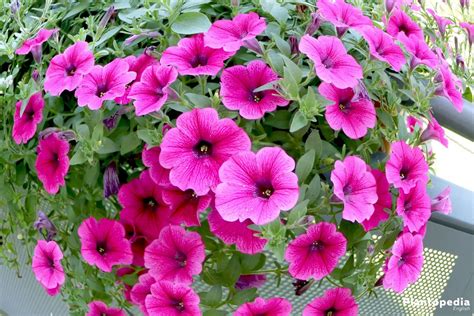 Petunia Flowers - How to Plant, Grow and Care from Seeds - Plantopedia