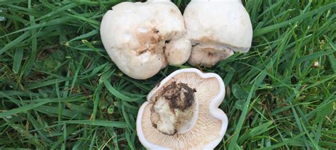 The Mushroom Diary Uk Wild Mushroom Hunting Blog Uk Mushroom Blog