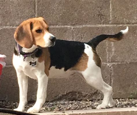 Pin On Love Beagles
